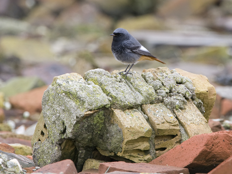 Phoenicurus ochruros