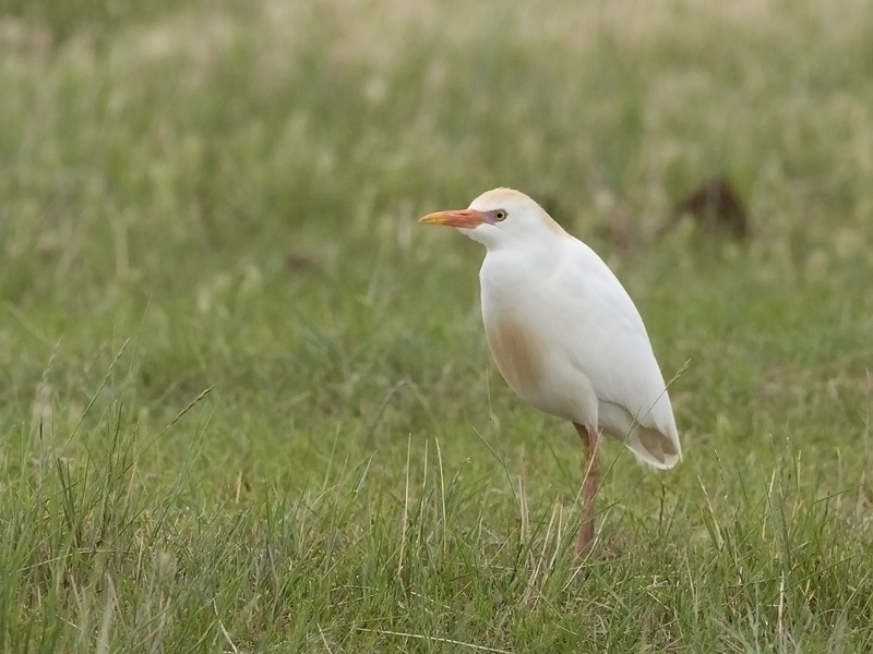 Bubulcus ibis