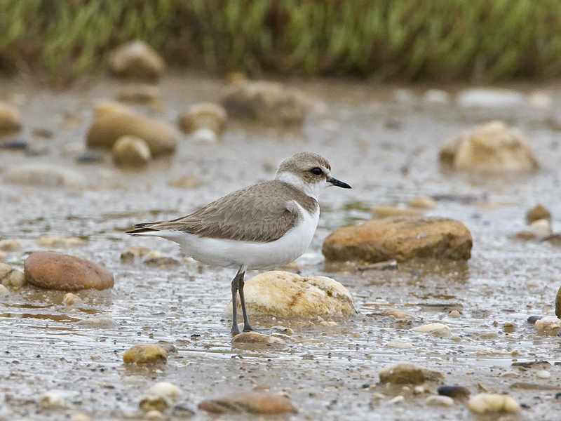 Charadrius alexandrinus