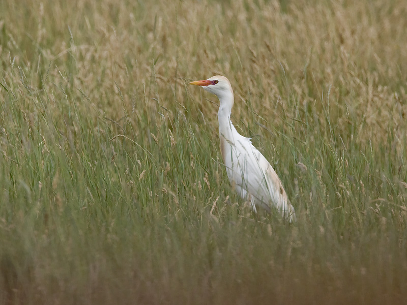 Bubulcus ibis