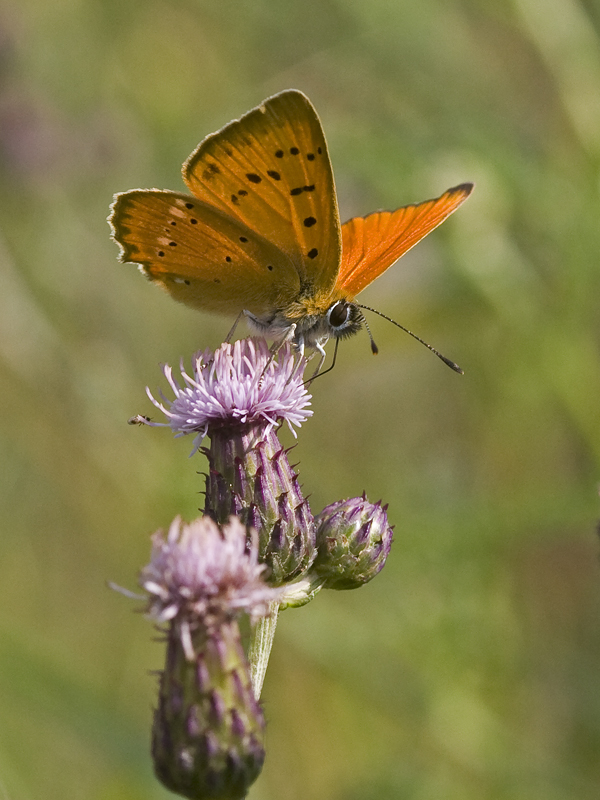 Lycaena virgaureae 