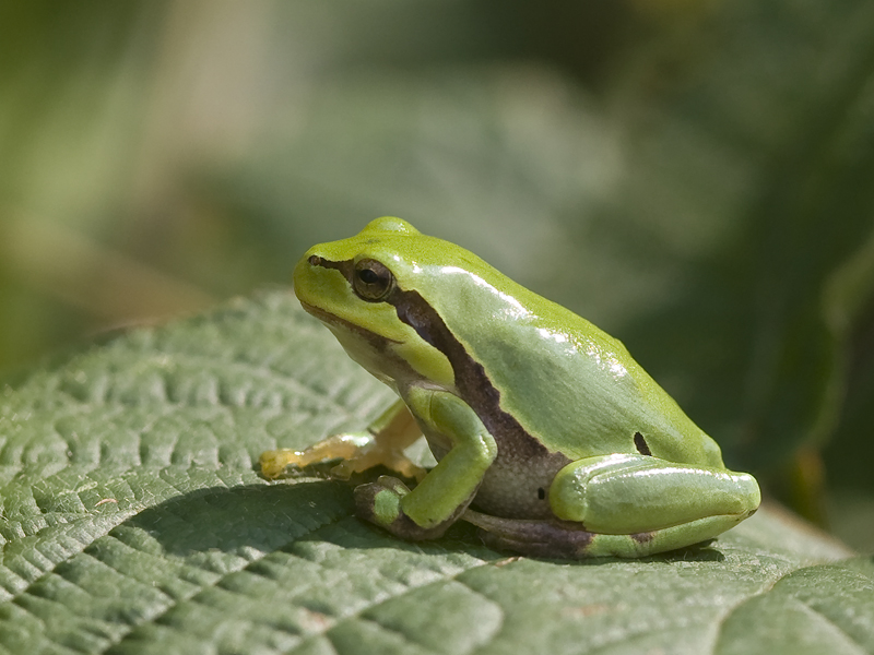 Hyla arborea