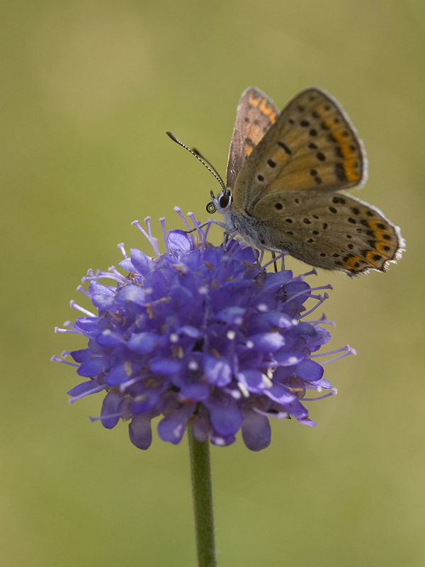 Lycaena tityrus 