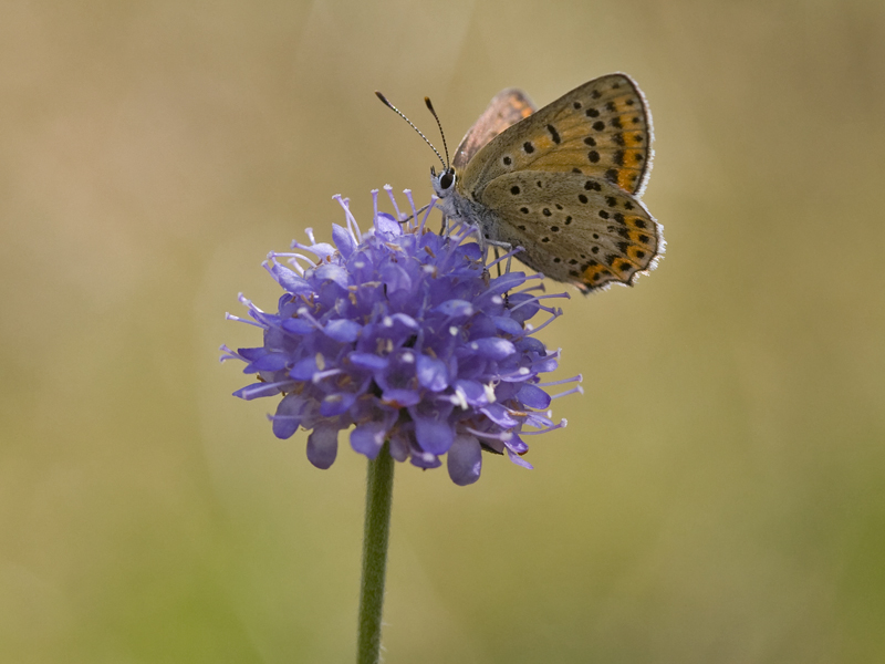 Lycaena tityrus 