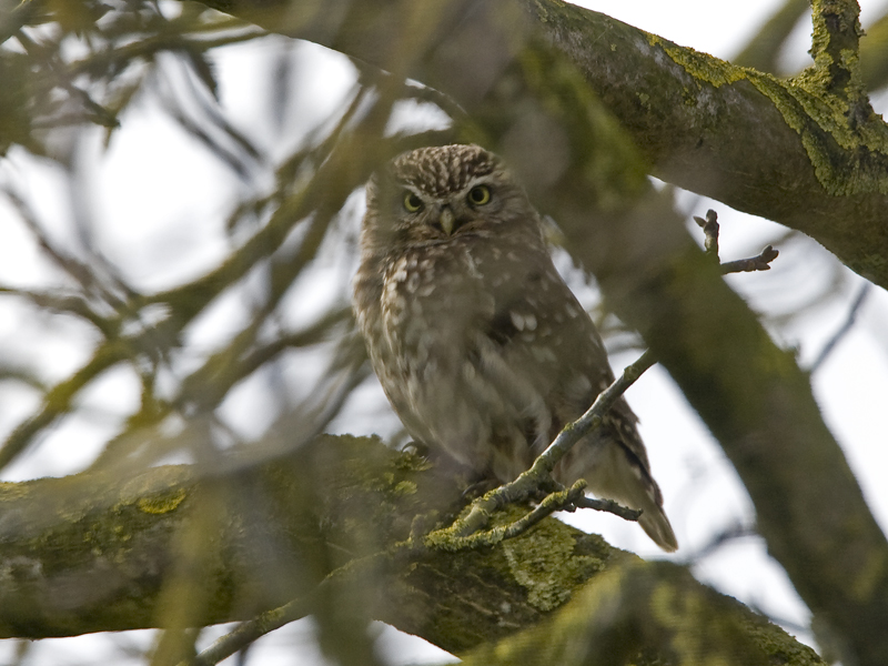 Athene noctua
