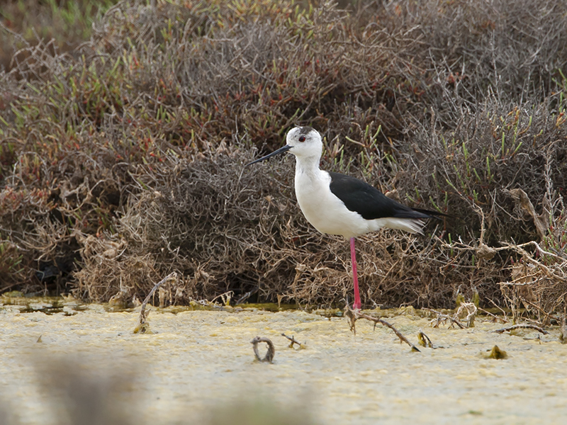 Himantopus himantopus