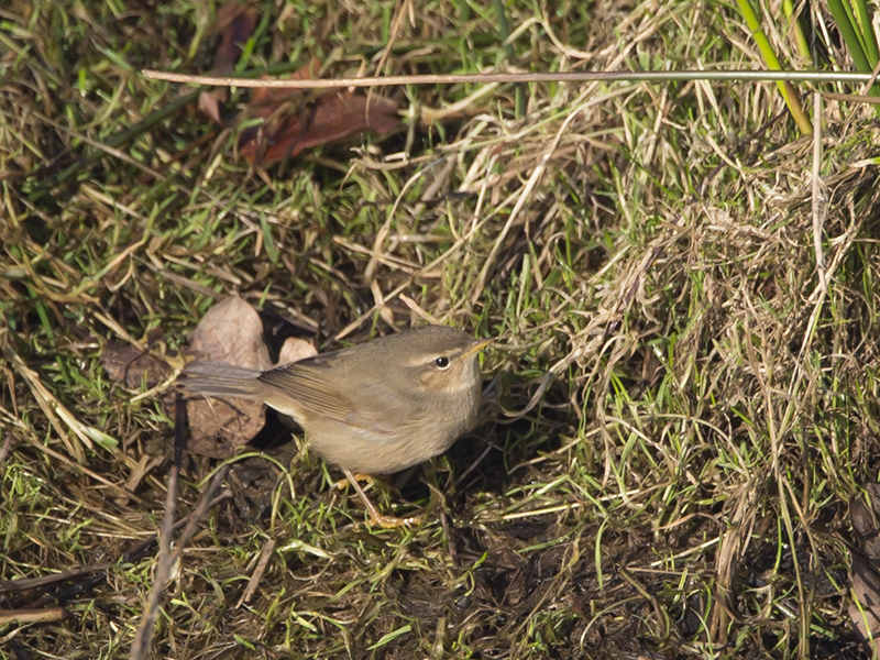 Phylloscopus fuscatus