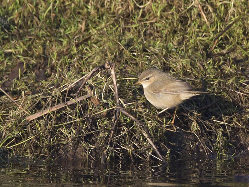 Phylloscopus fuscatus