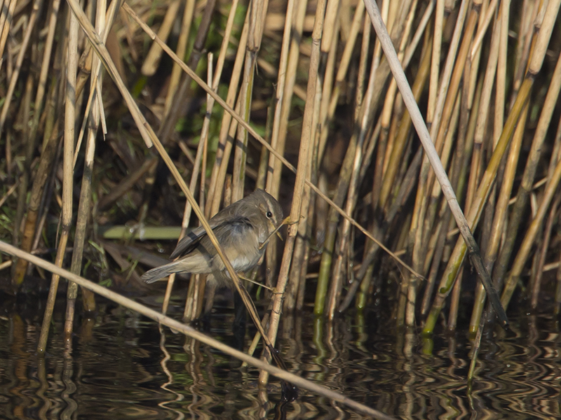 Phylloscopus fuscatus
