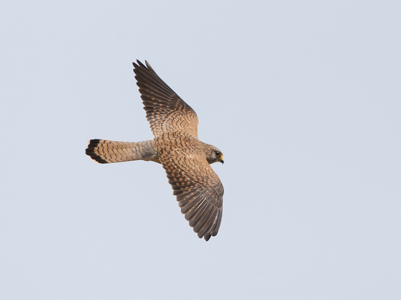 Falco naumanni