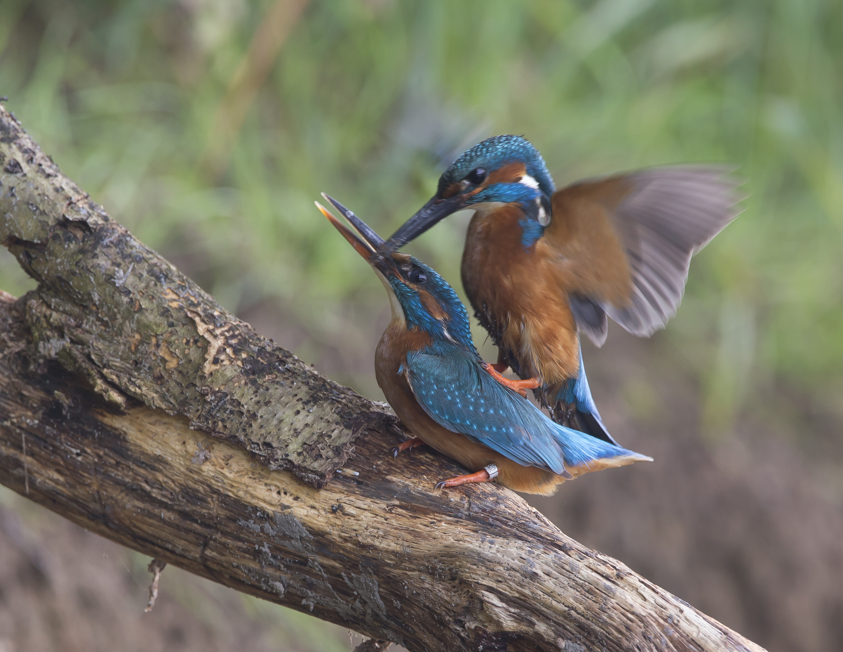 ijsvogel1.jpg