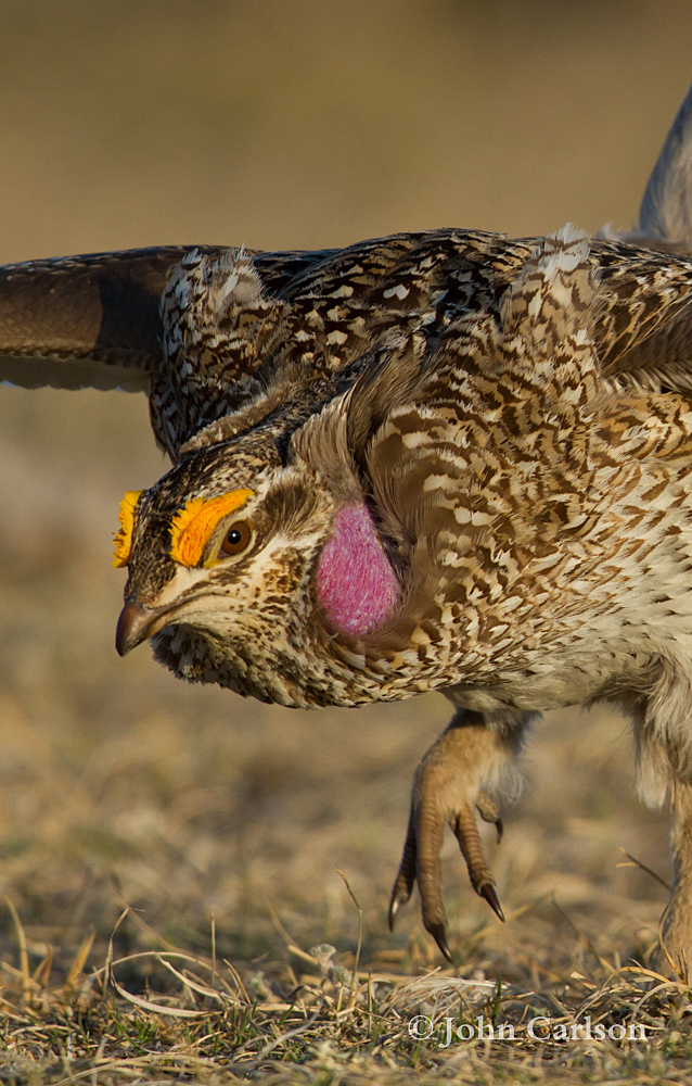 sharp-tailed grouse-1246.jpg