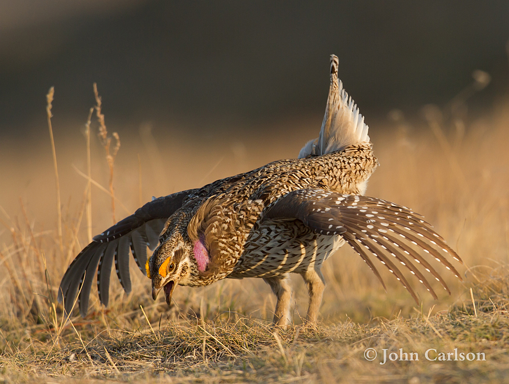 sharp-tailed grouse-1071.jpg