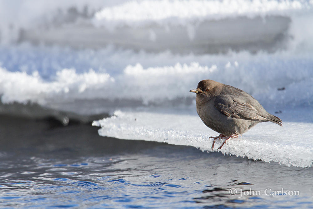 American Dipper-5058.jpg