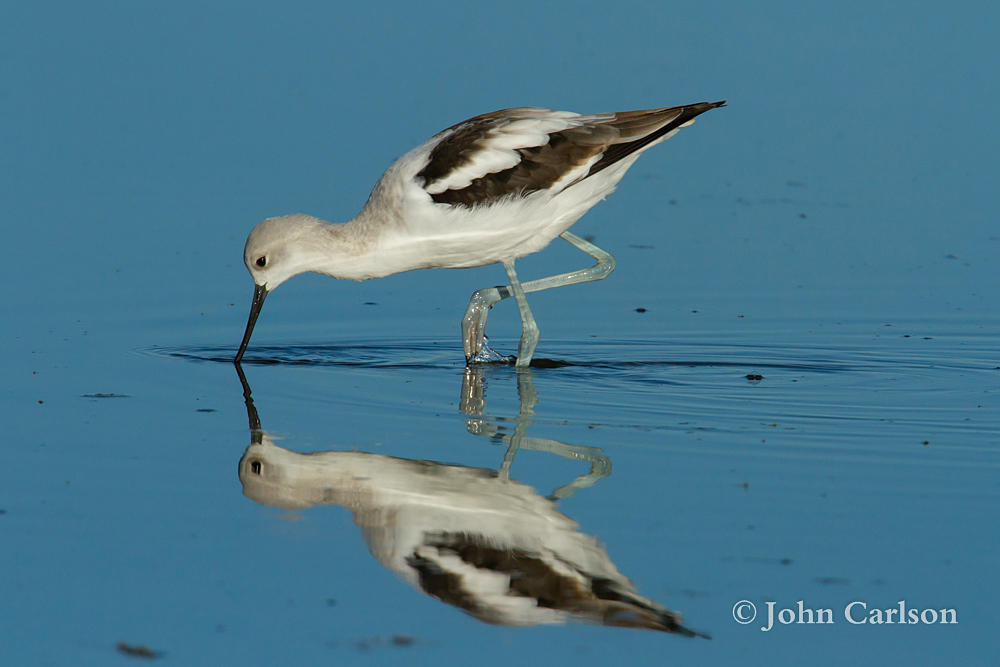 American Avocet-4360.jpg