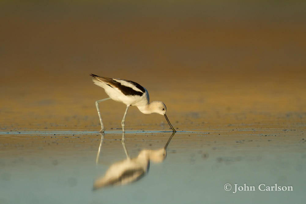 American Avocet-4575.jpg