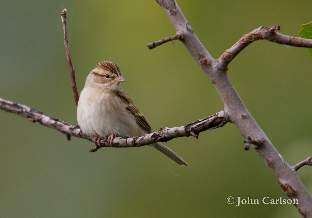 chipping sparrow-6679.jpg