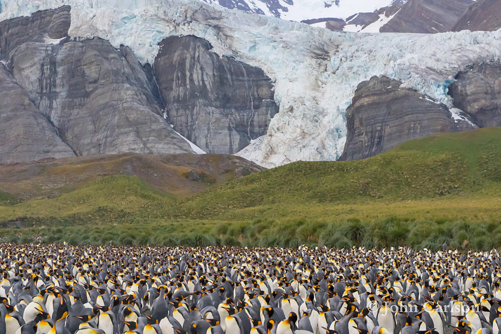 king penguin-1212.jpg