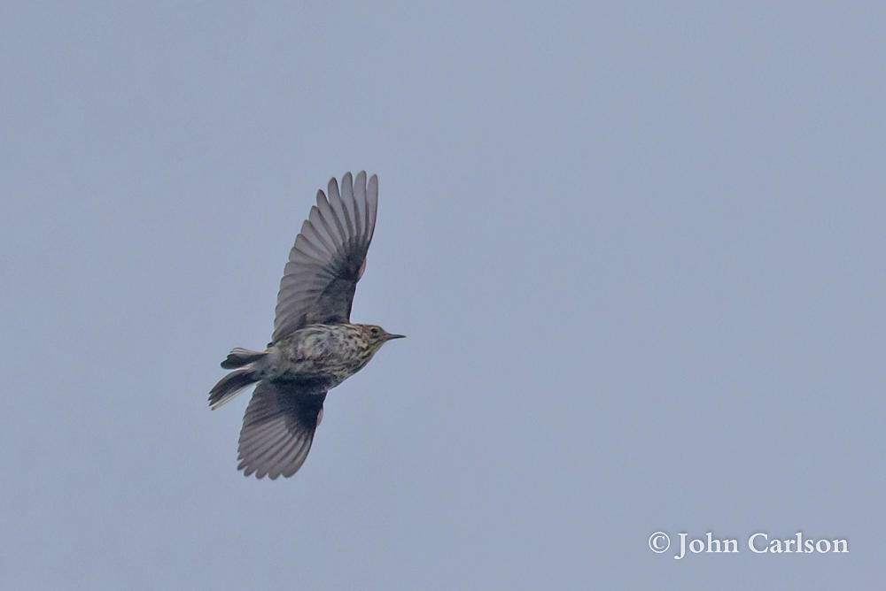 south georgia pipit-1649.jpg