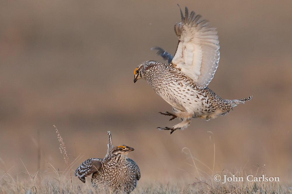 Sharp-tailed Grouse-2879.jpg