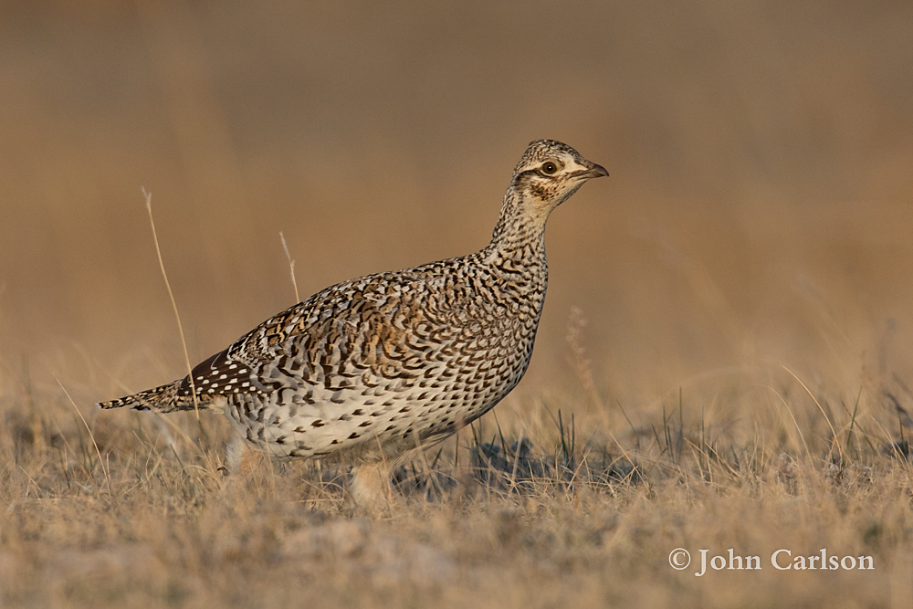 sharp-tailed grouse-3225.jpg