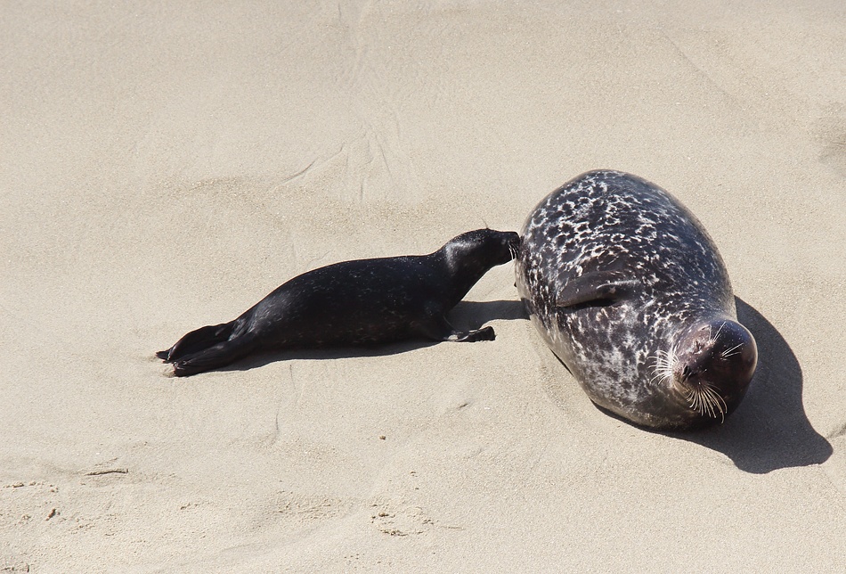 Nursing Seal Pup, Contented Mother