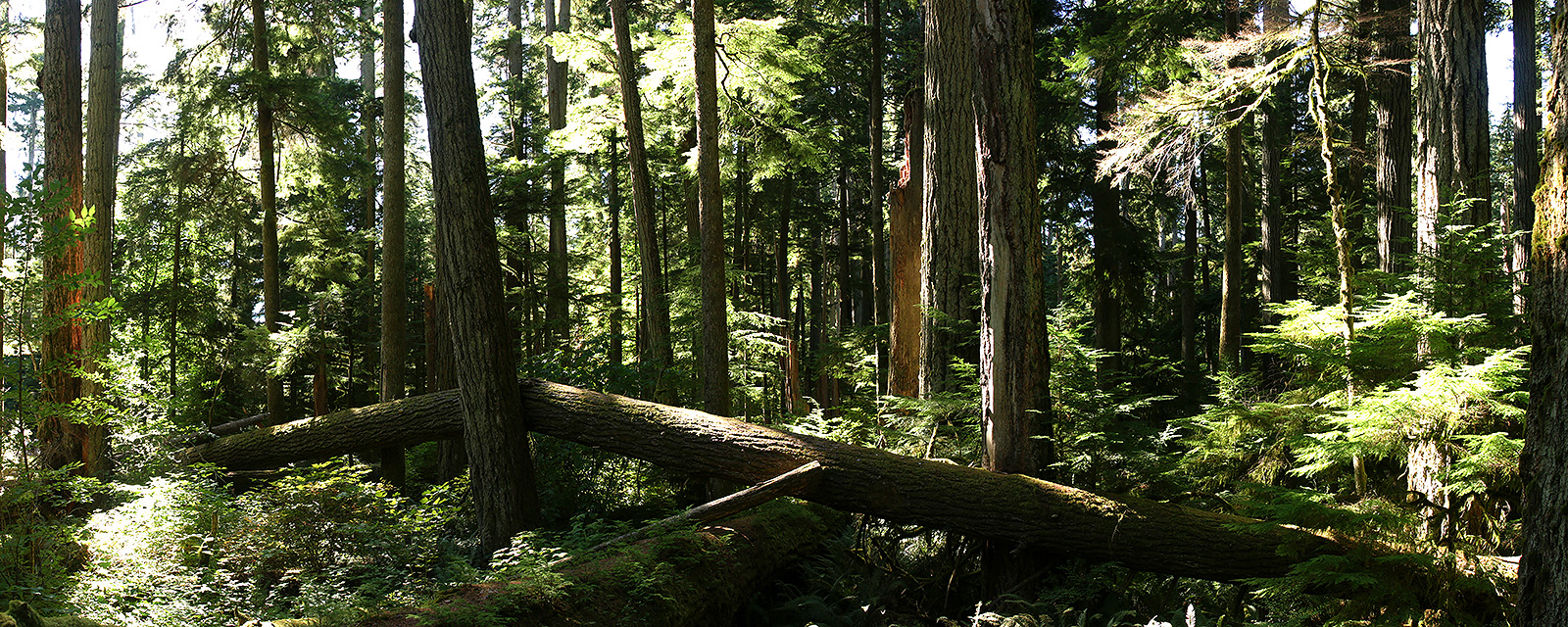 If a Tree Fell...