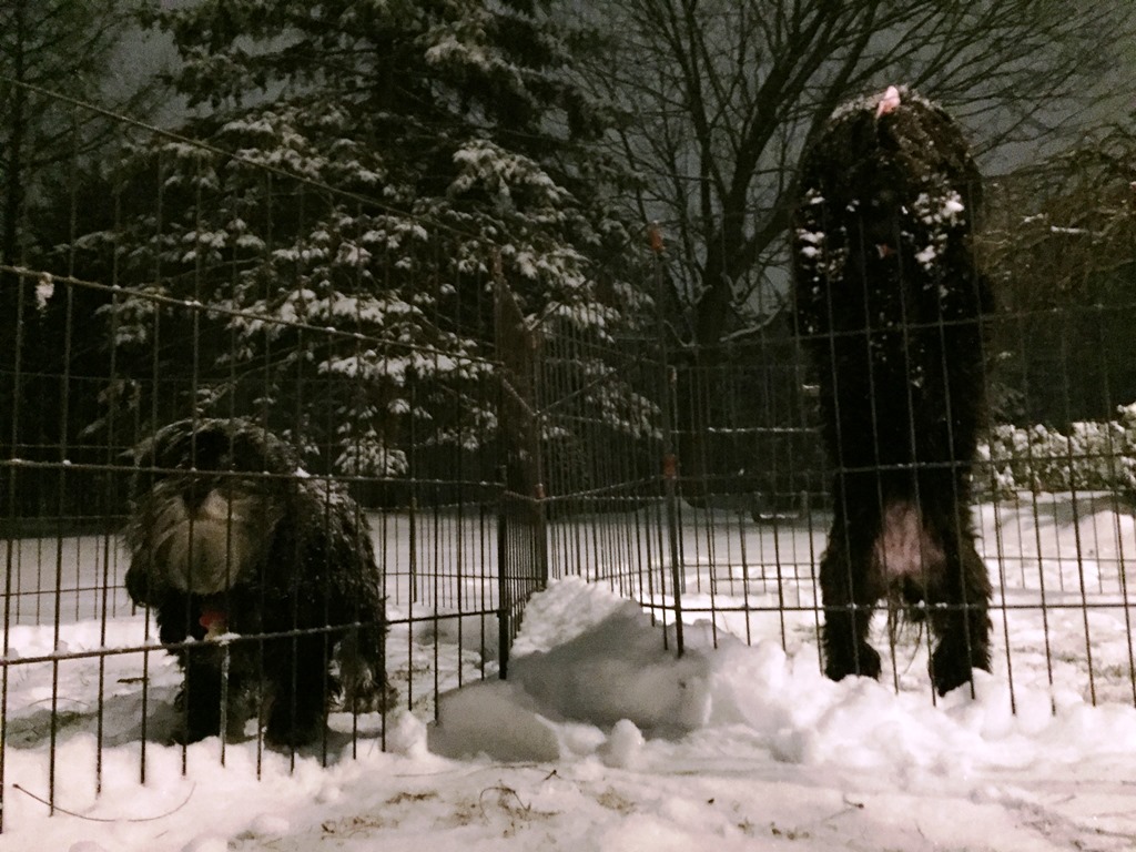Whats Snow with You?