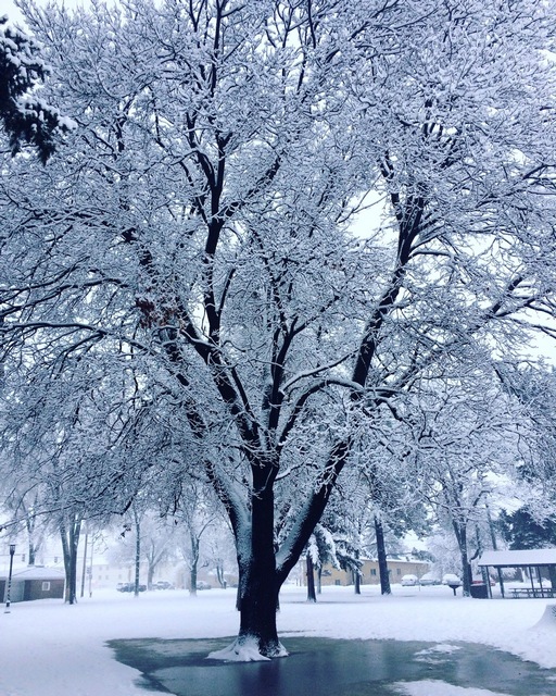 5th Place: Porters Tree