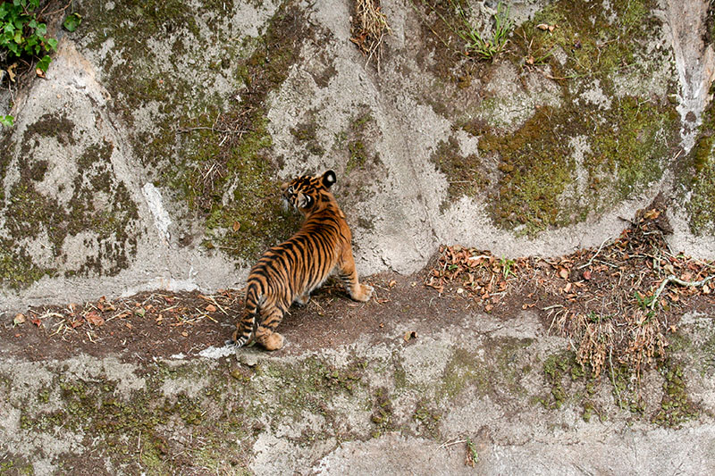 Cub doing the rock wall in search of a way to get to mothers loft area. mImg_0445.jpg