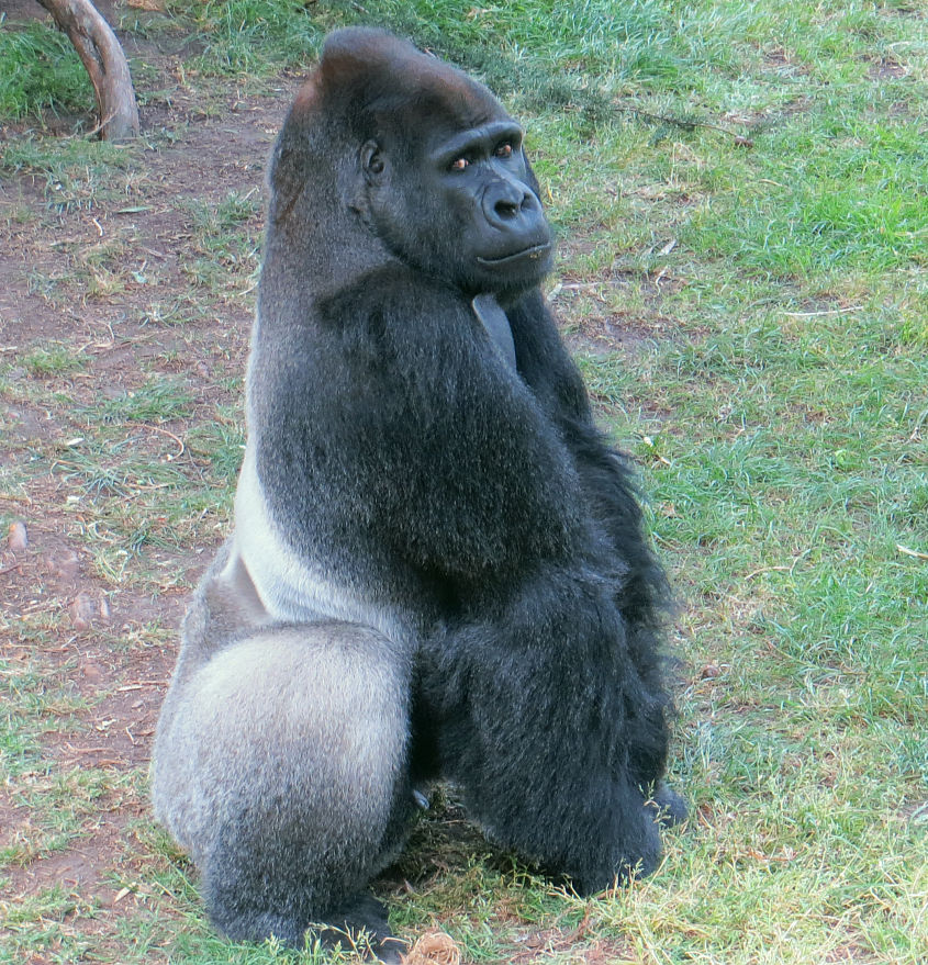 Oscar Jonesy, Hasanis father. Silverback & Leader of the troop. #2649