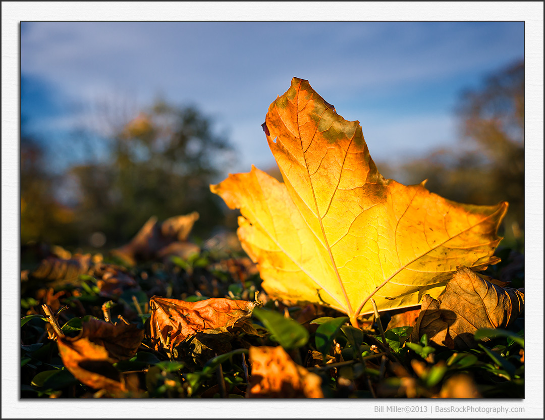 Glowing Leaf