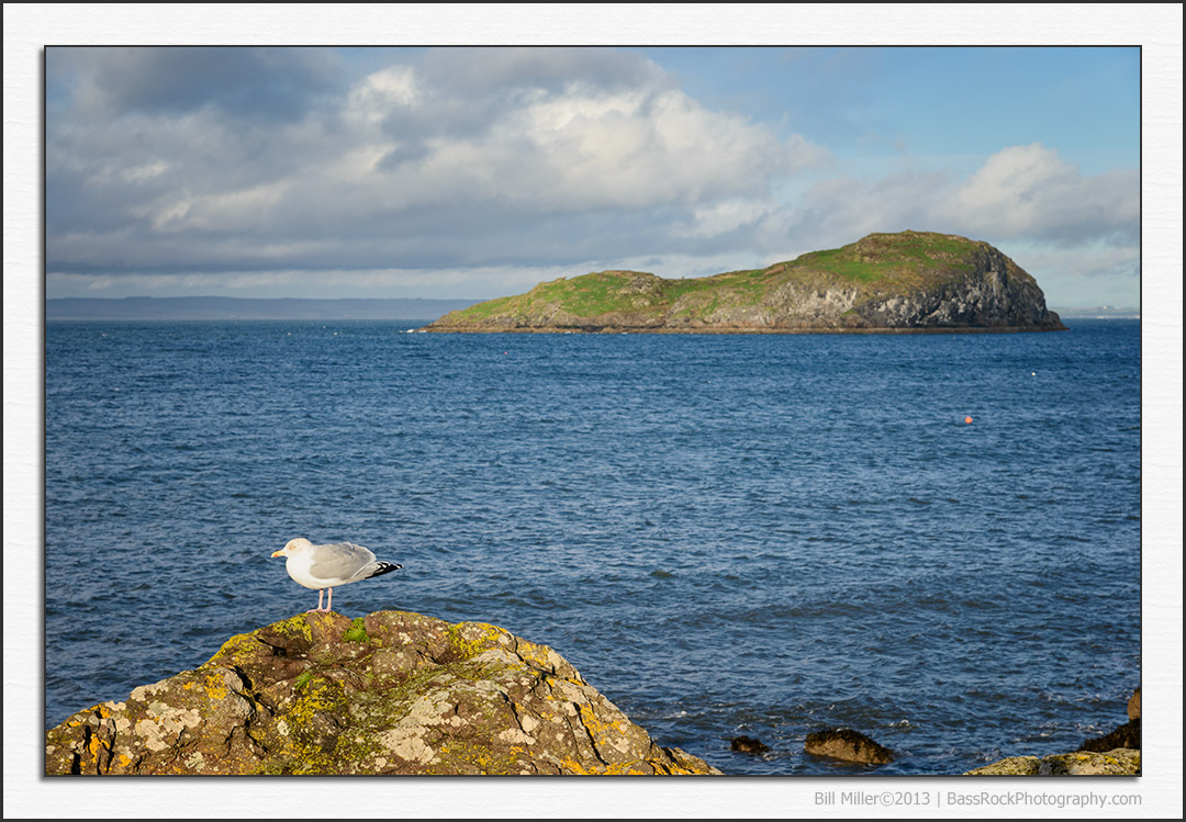 Gull