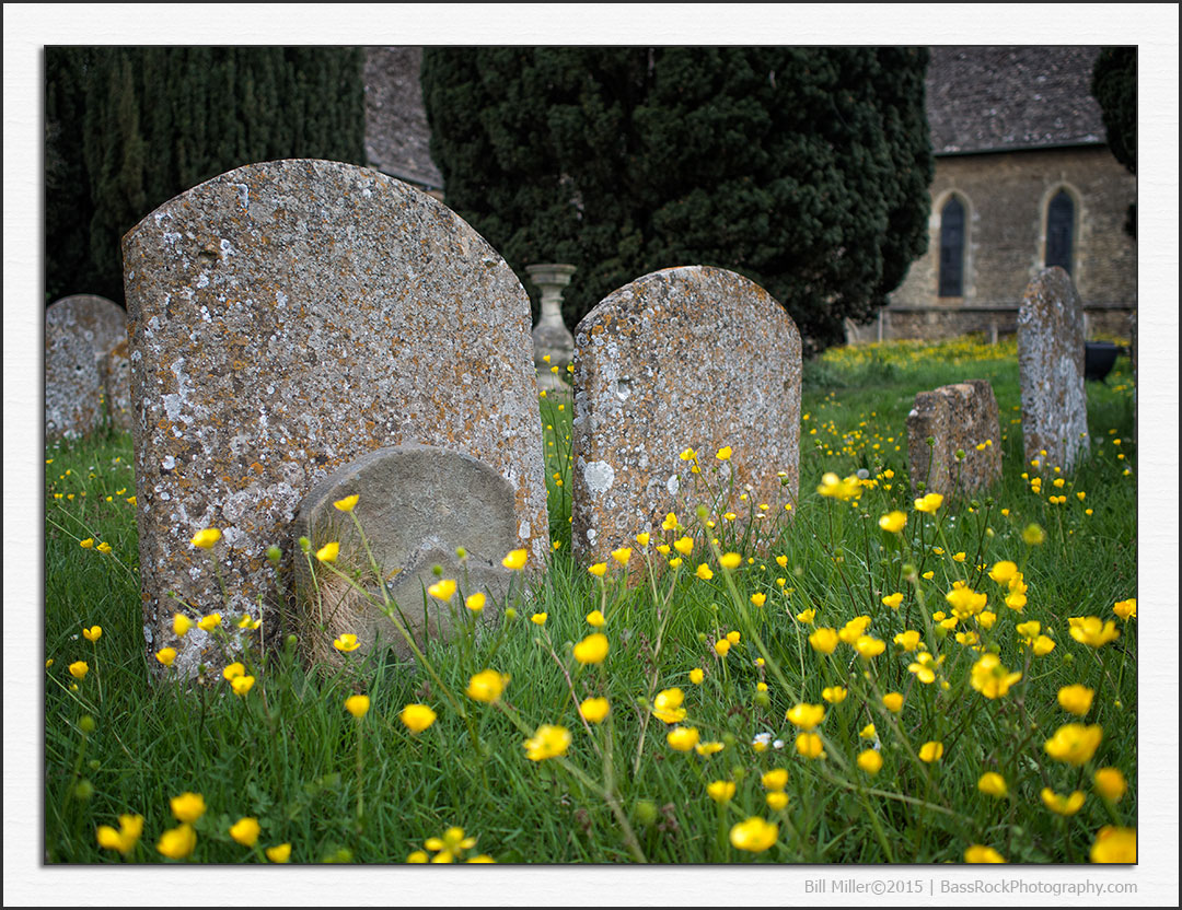 Buttercups