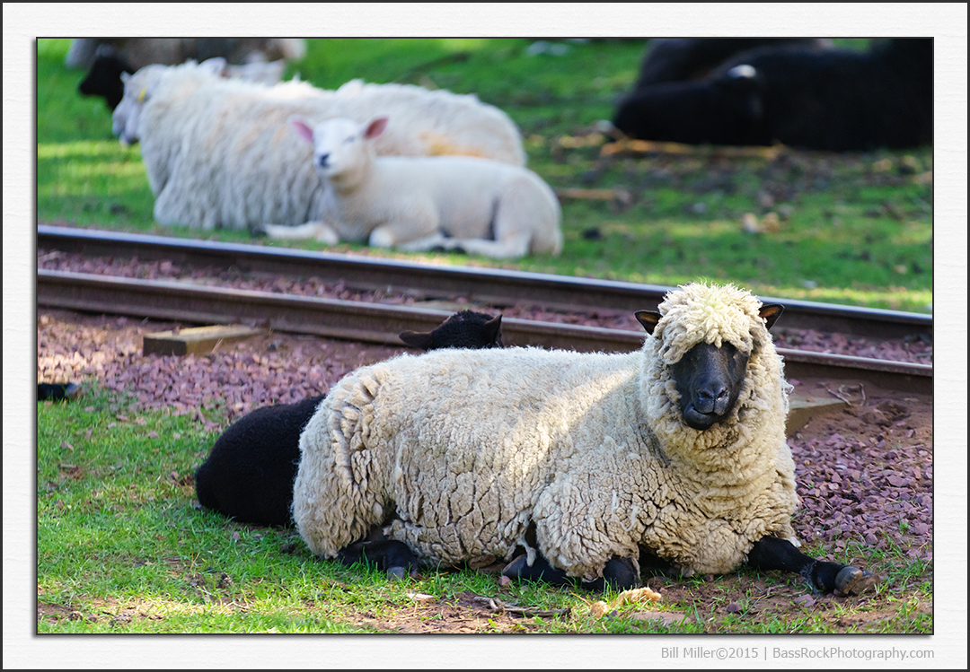 Baa Too