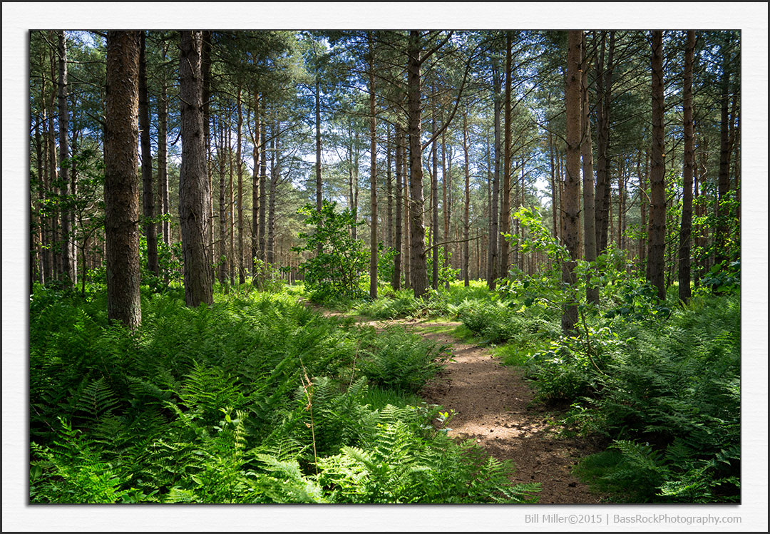 Walk in the Woods