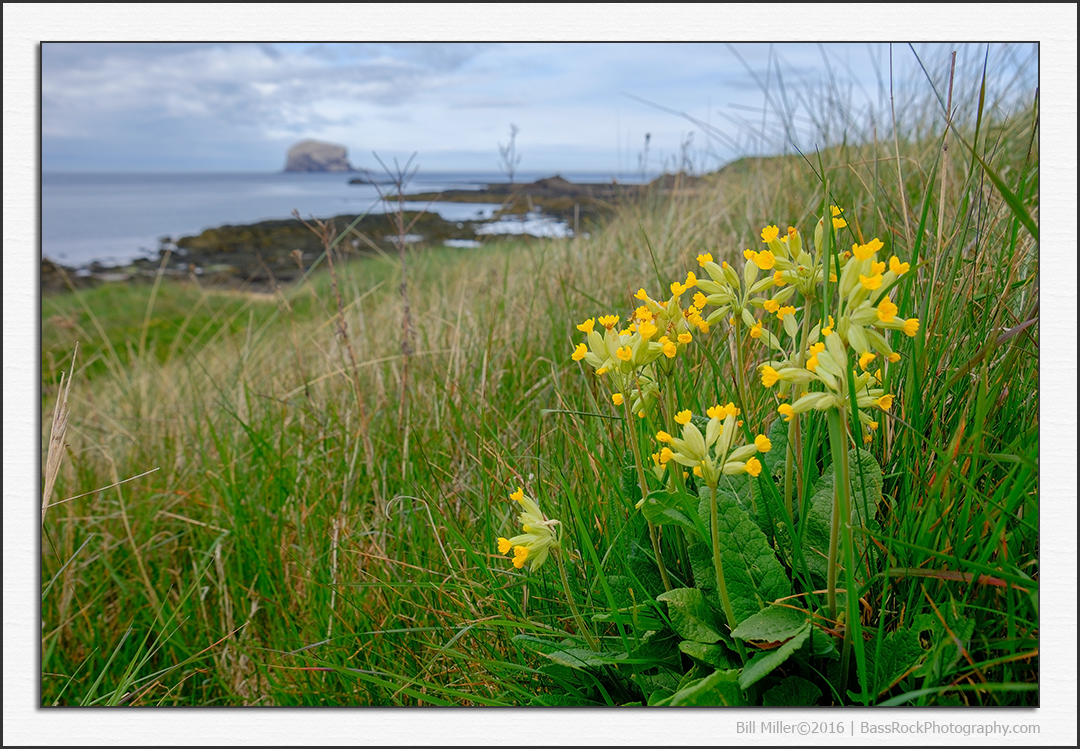 Cowslips