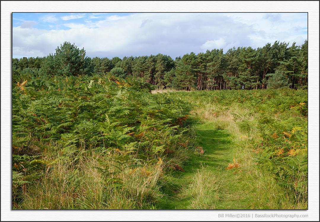 Bracken Forest