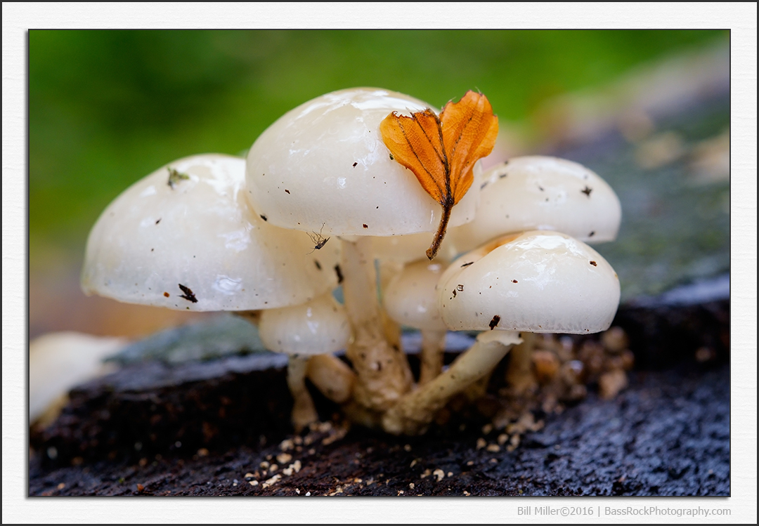 Porcelain Fungus