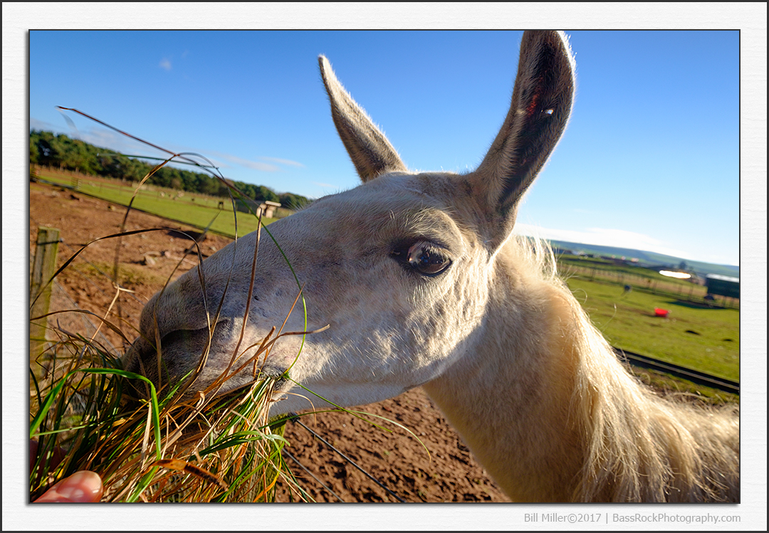 Grass is Greener