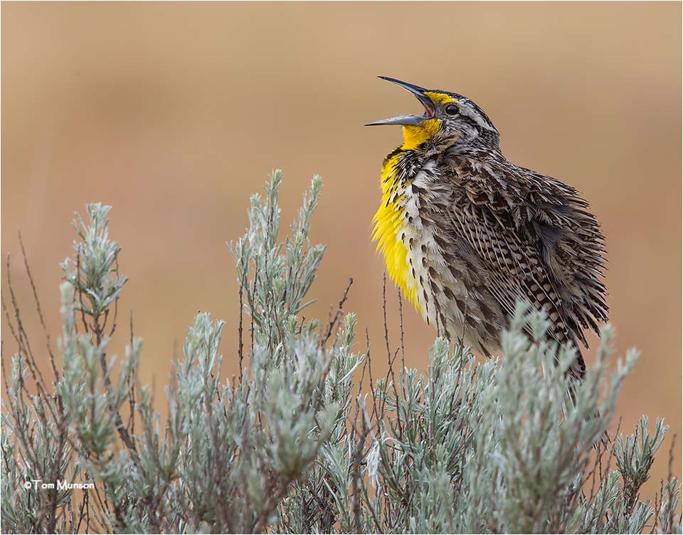  Western Meadowlark 