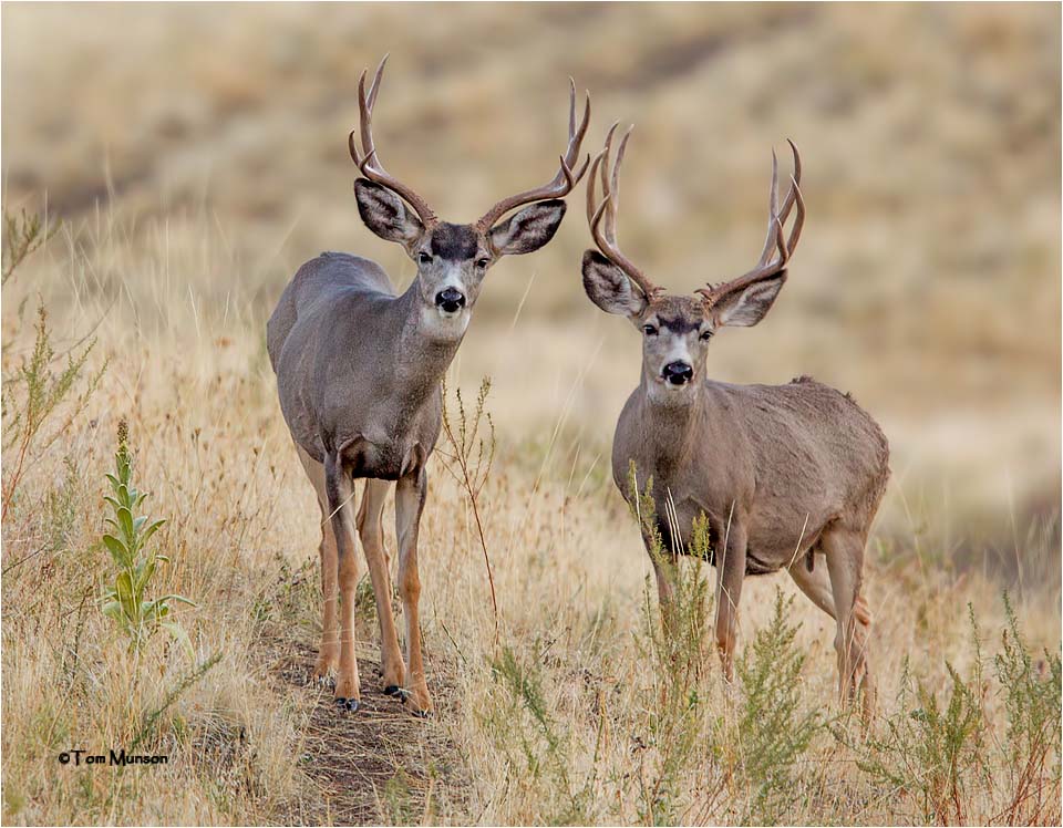 Mule Deer