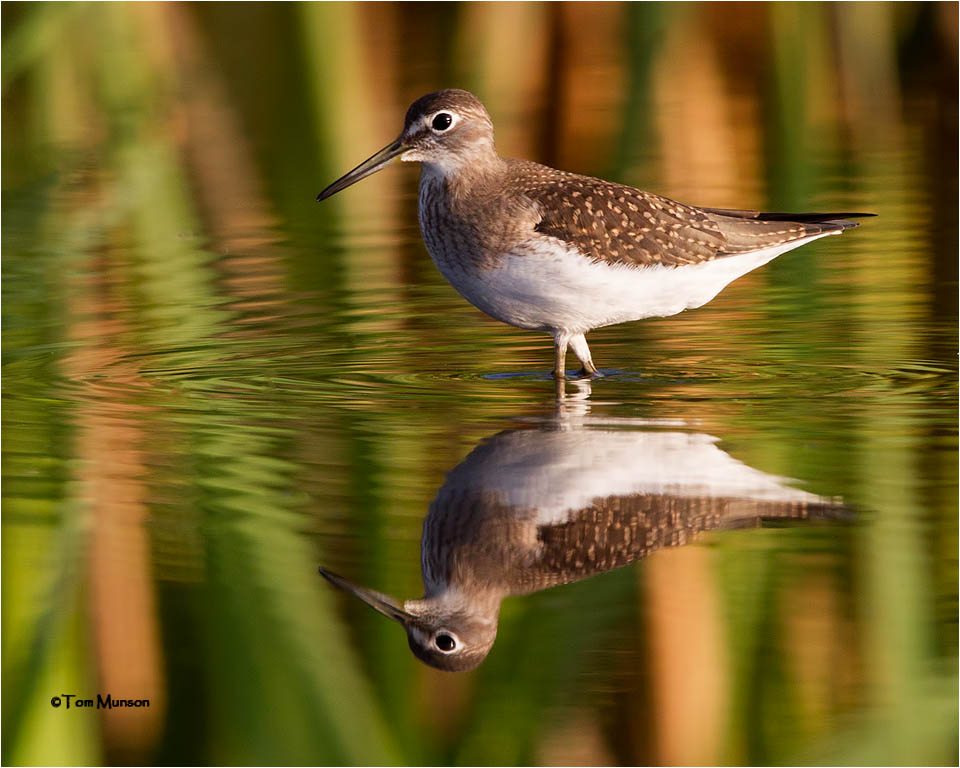 Solitary Sandpiper