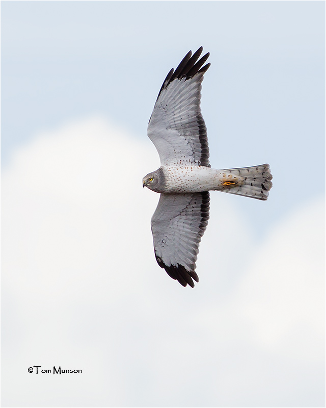 Northern Harrier