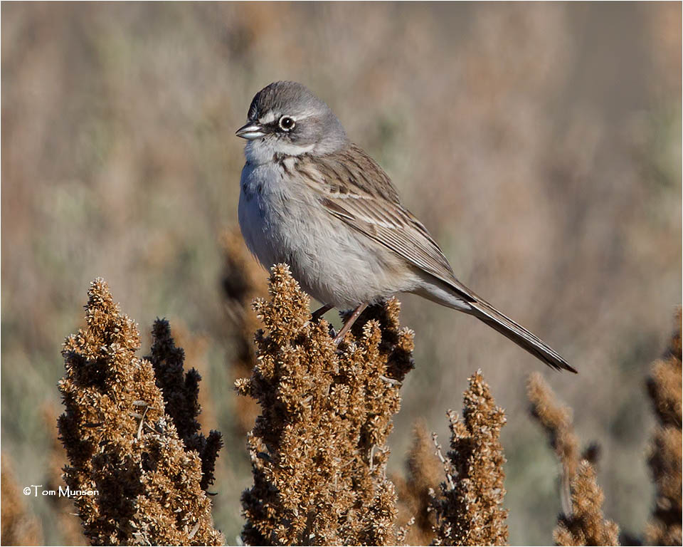 Sage Sparrow