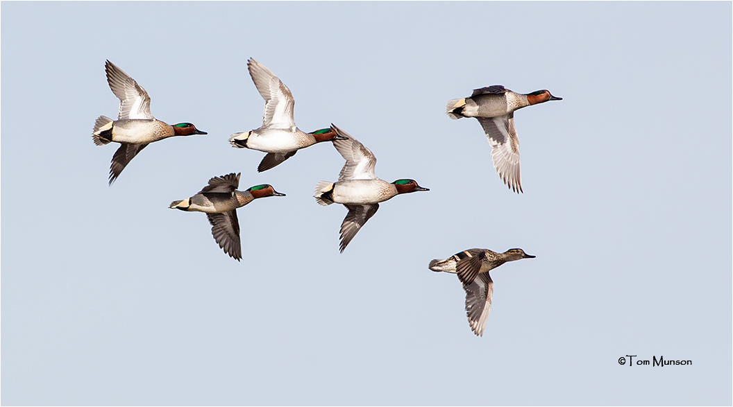 Green-winged Teal (courtship flight )
