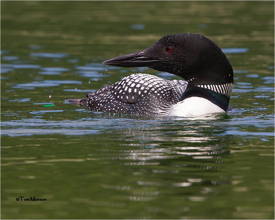 Common Loon