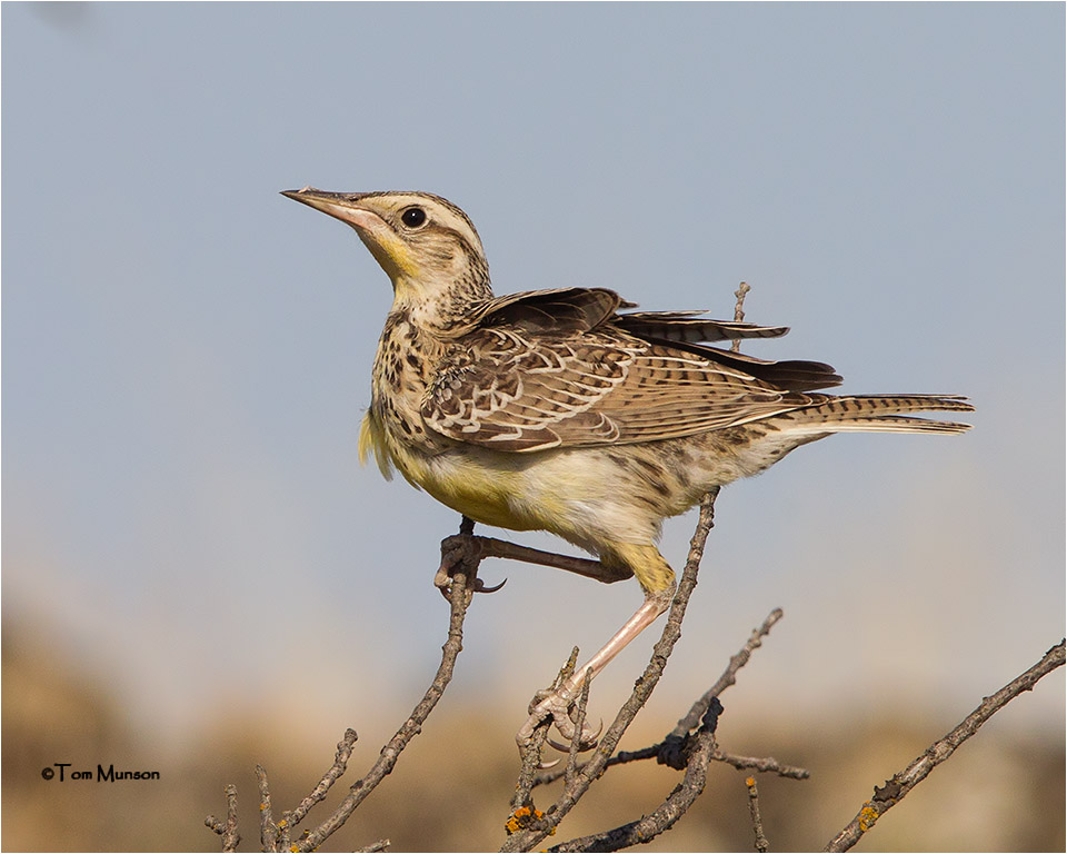 Western Meadowlark (juvenile)