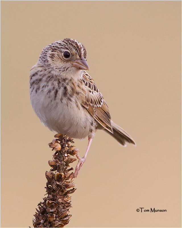  Vesper Sparrow