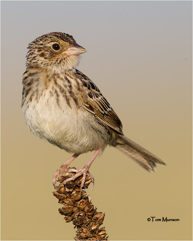  Savannah Sparrow 